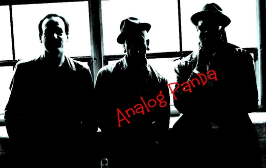 Untitled image for ANALOG PANDA